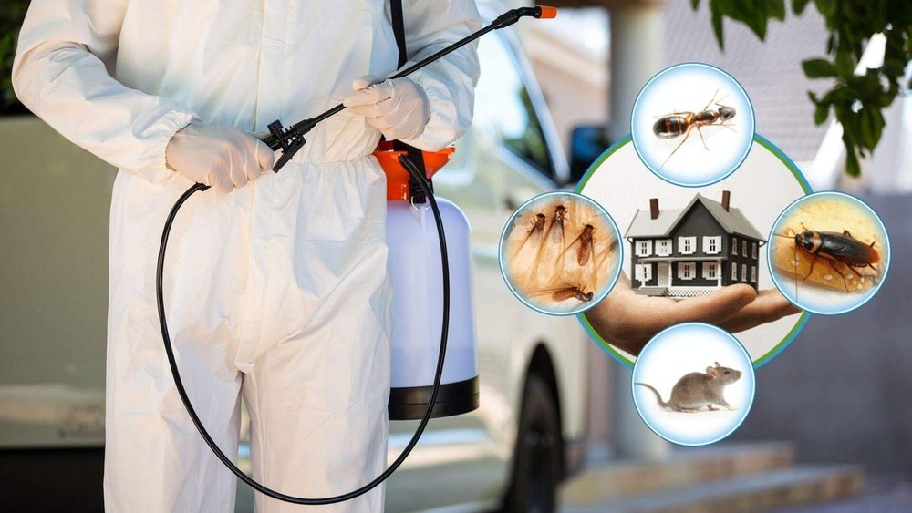 Wood Border Pest Control Service, Ahmedabad Gujarat
