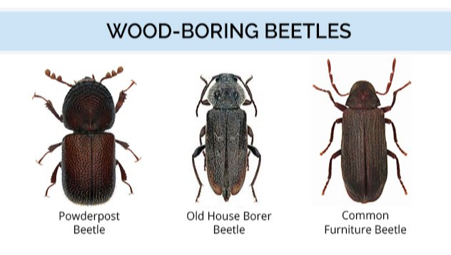 Spray Wood Borer, Delhi Ncr