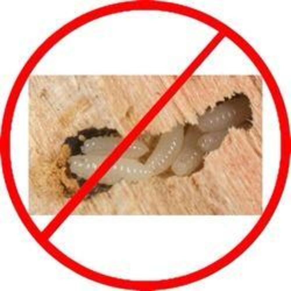 Anti Fungal Wood Treatment Service