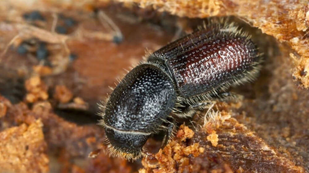 Wood Bore Pest Control Service