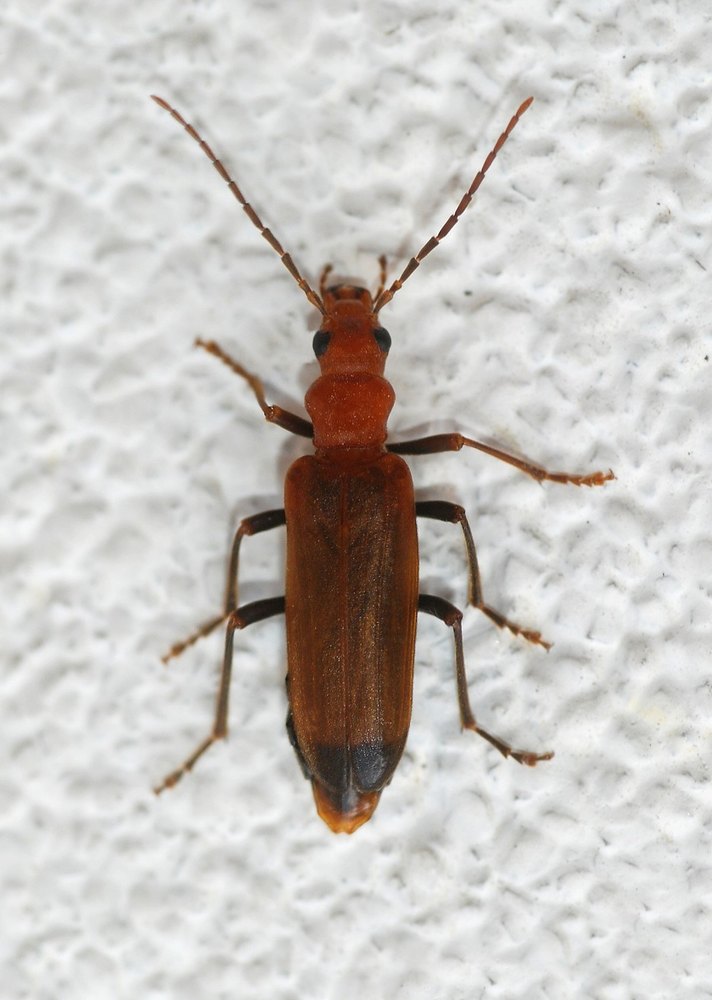 Wood Borer Pest Control Services, Pan India