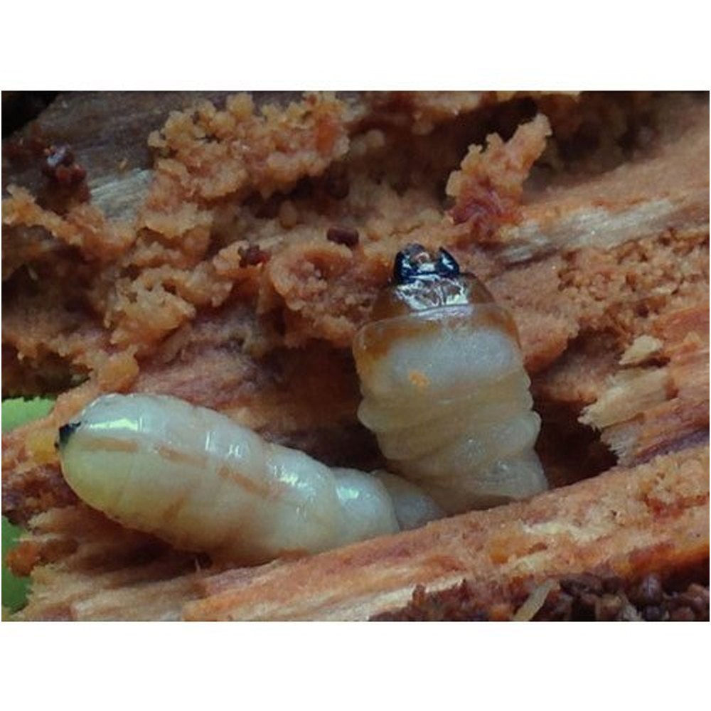 Wood Borer Pest Control Service