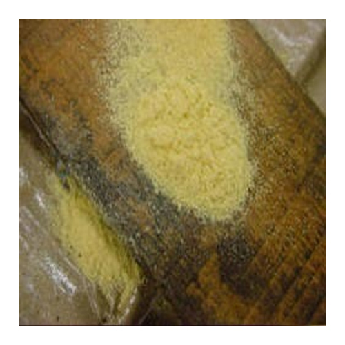 Wood Borer Pest Treatment Service, Mumbai, Maharashtra