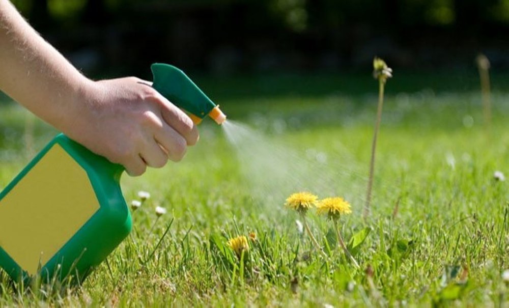 Commercial Herbal Pest Control Service