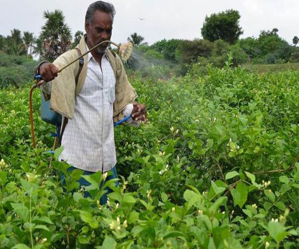 Spray Herbal Pest Control Service