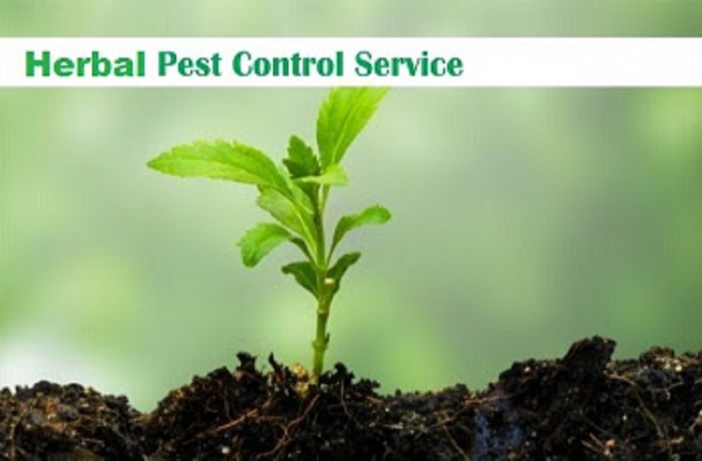 Bee Commercial Herbal Pest Control Services
