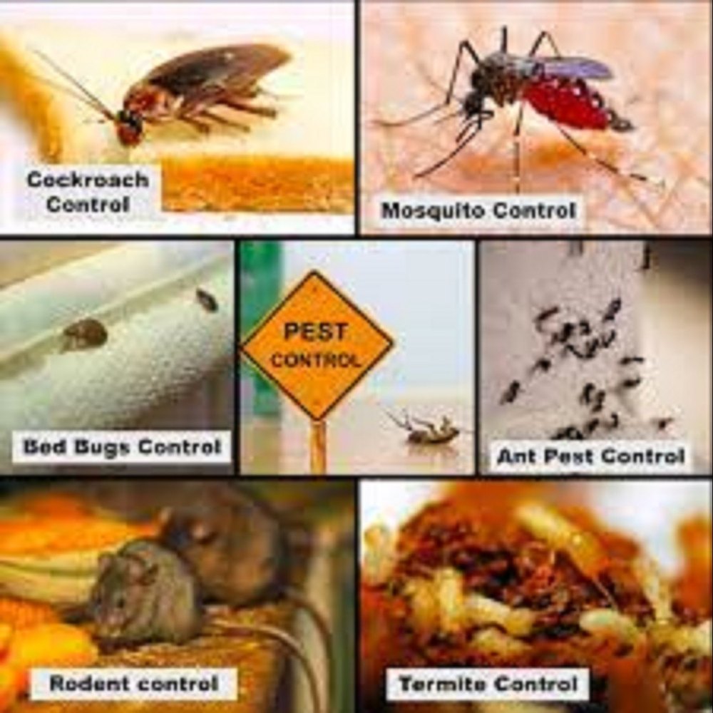 Cockroach Home General Pest Control Services
