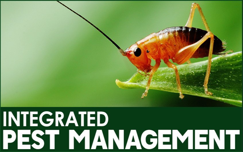 Monthly Integrated Pest Control Services, in Jaipur