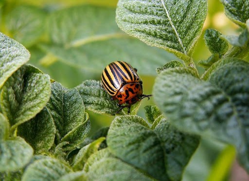 Spray Pest Management