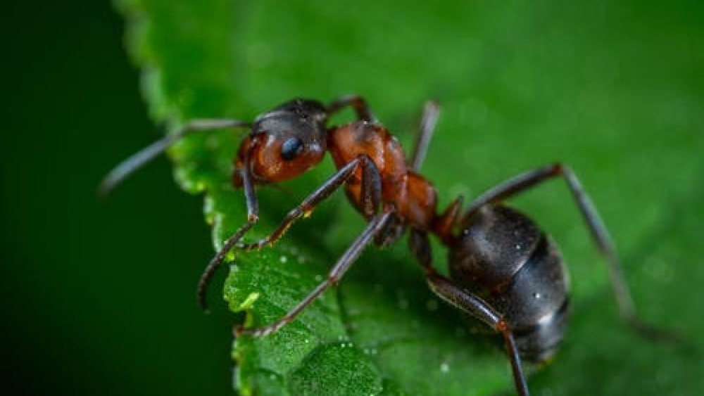 Bee Commercial Garden Pest Control Service