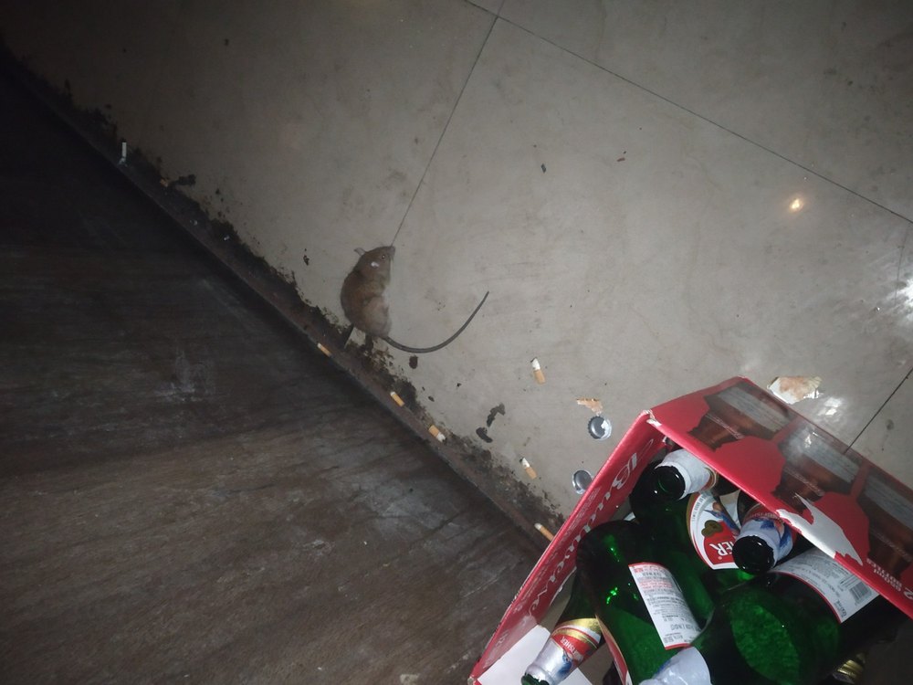 Residential Cockroach Household Pest Control Service, in Hyderabad