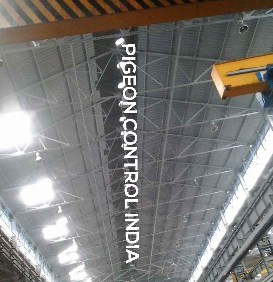 Bird Control Service For Commercial