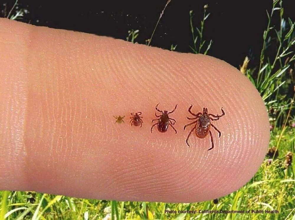 Commercial Chemical Treatment Pegion Ticks Pest Control Services