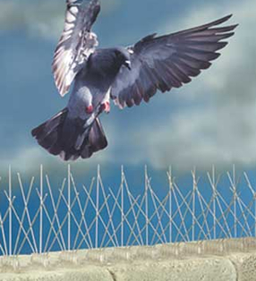 Pigeons Control