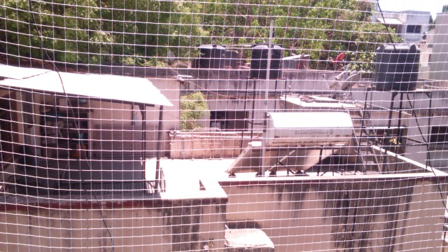 Pigeon Netting Services