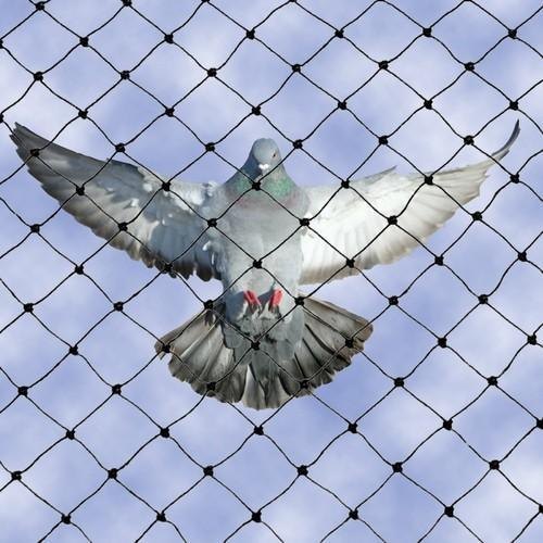 Offline Bird Netting Services