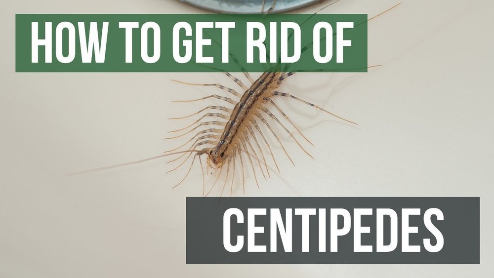 Centipede Pest Control Service