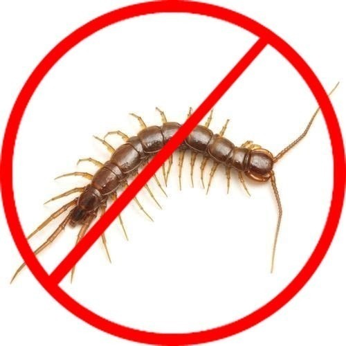 Centipede Control Service