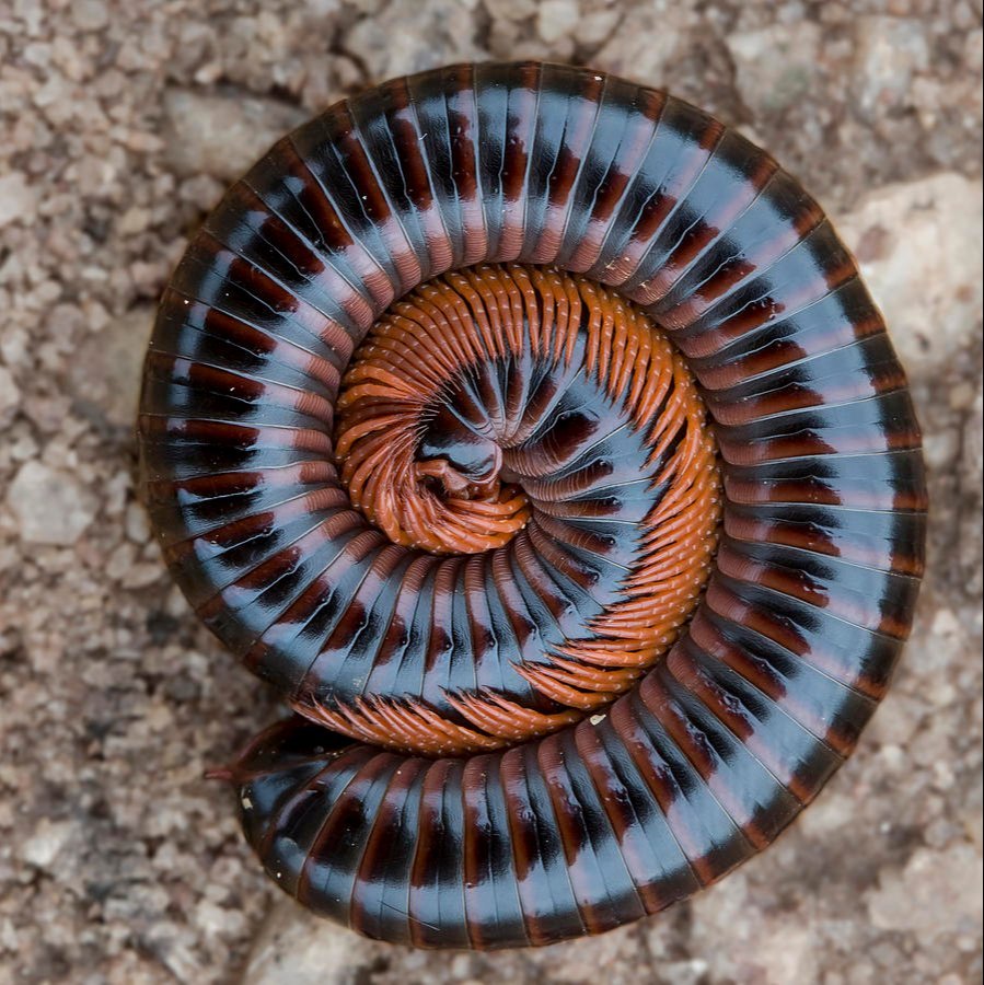 Centipede And Millipede Control Service
