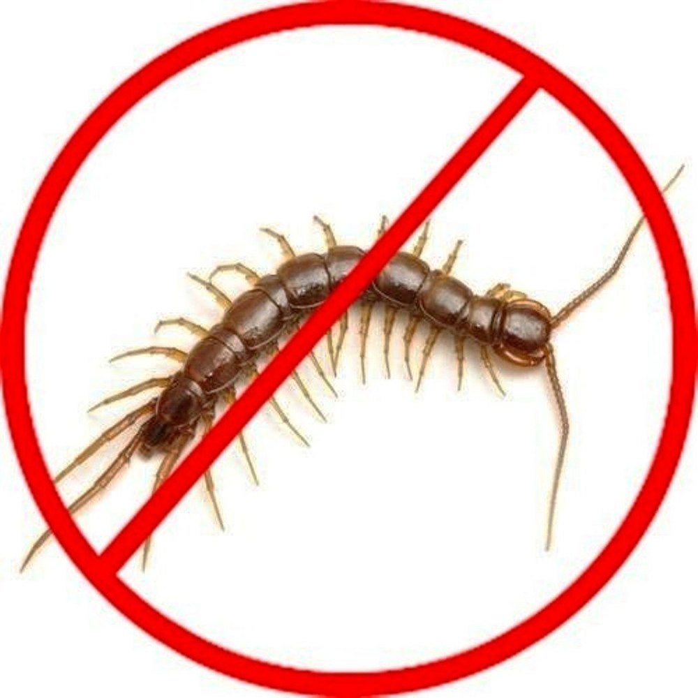 Centipede Control Service