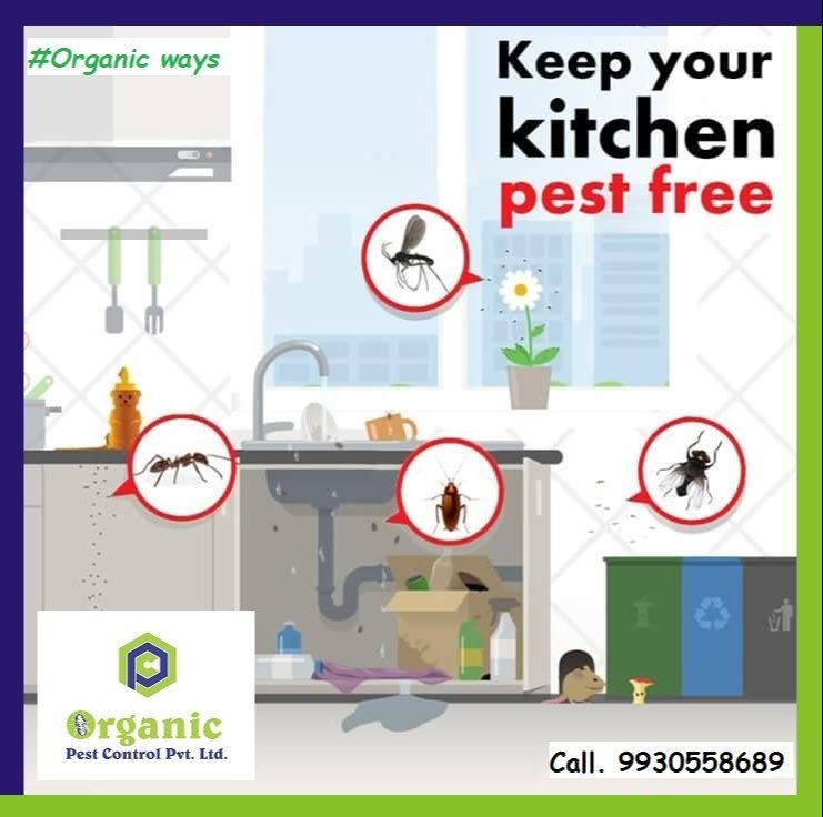 Centipede Control Service