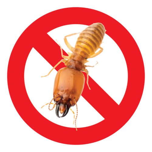 Termites Home Pest Control Consulting Service