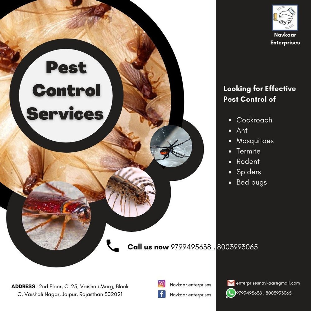 Lizard Pest Control Service
