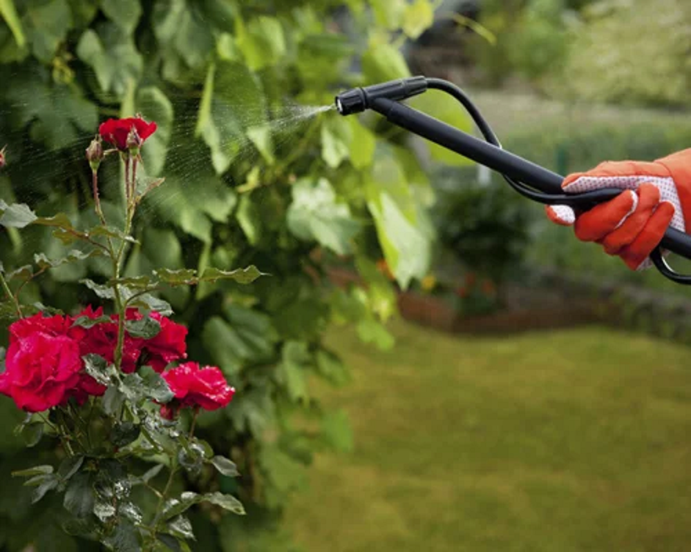 Spray Chemical based Herbal Pest Control Services