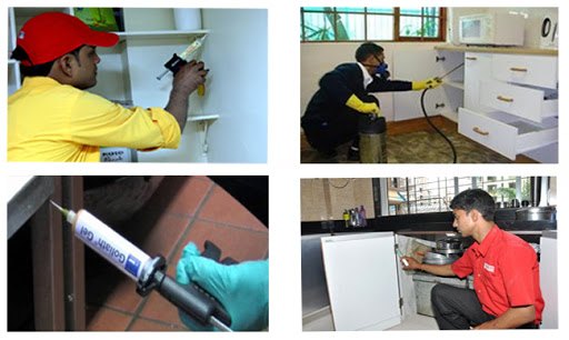Pest Control Gel Treatment