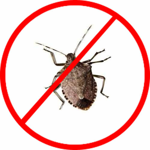 Stink Bug Control Service