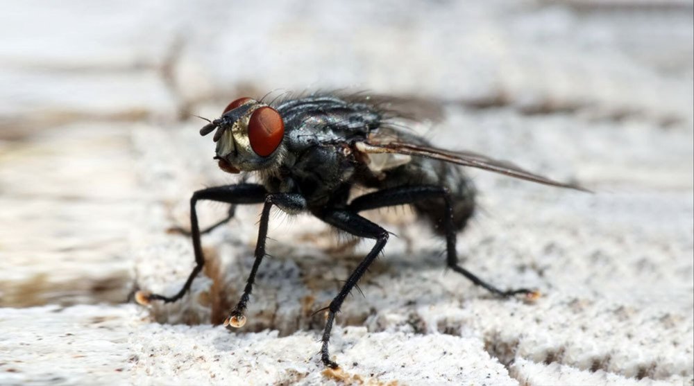 Fly Control Service