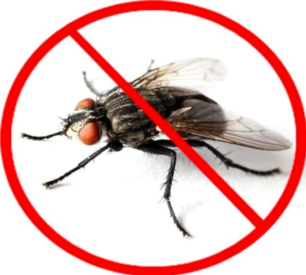 House Flies Pest Control Service