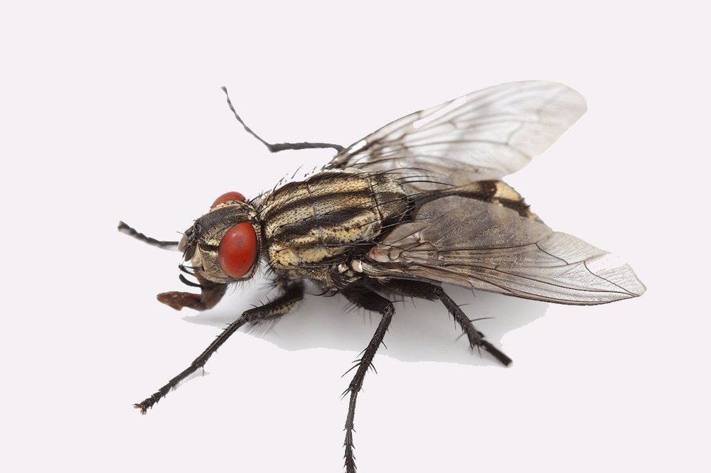 House Fly Pest Control Services