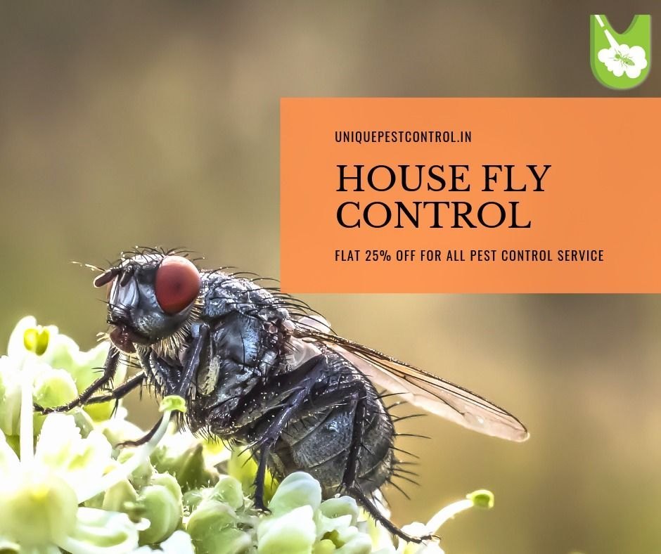 House Flies Control Service