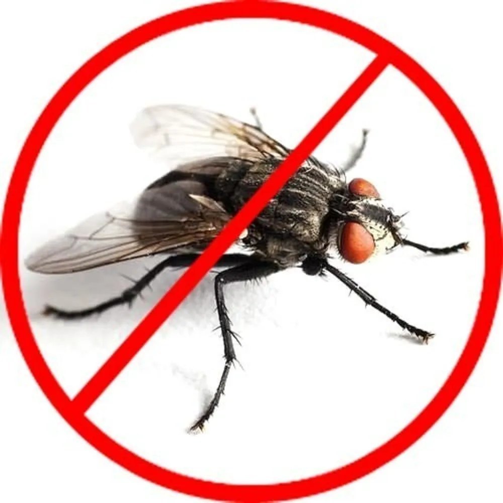 Housefly Pest Control Services