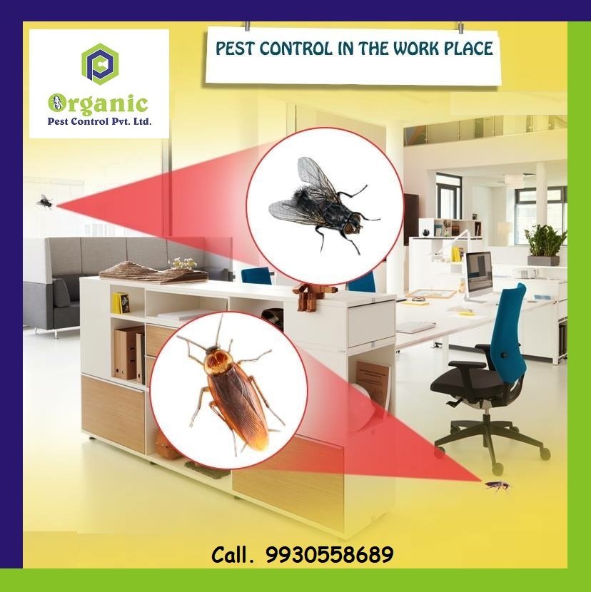 House Flies Control Services
