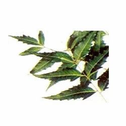 Natural and Non-toxic Pest