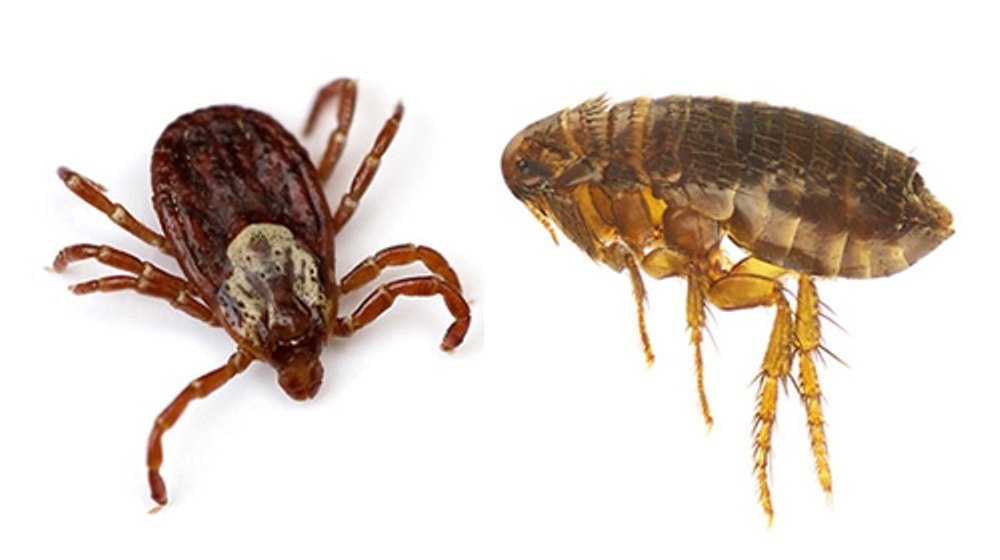 Fleas Management Services