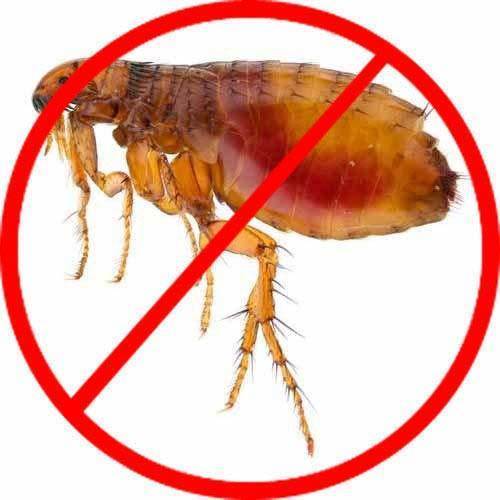 Fleas Control Service