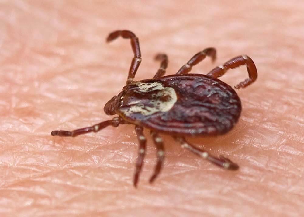 Commercial Spray Tick Pest Control Services