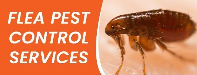 in Home Bee Fleas Control Service