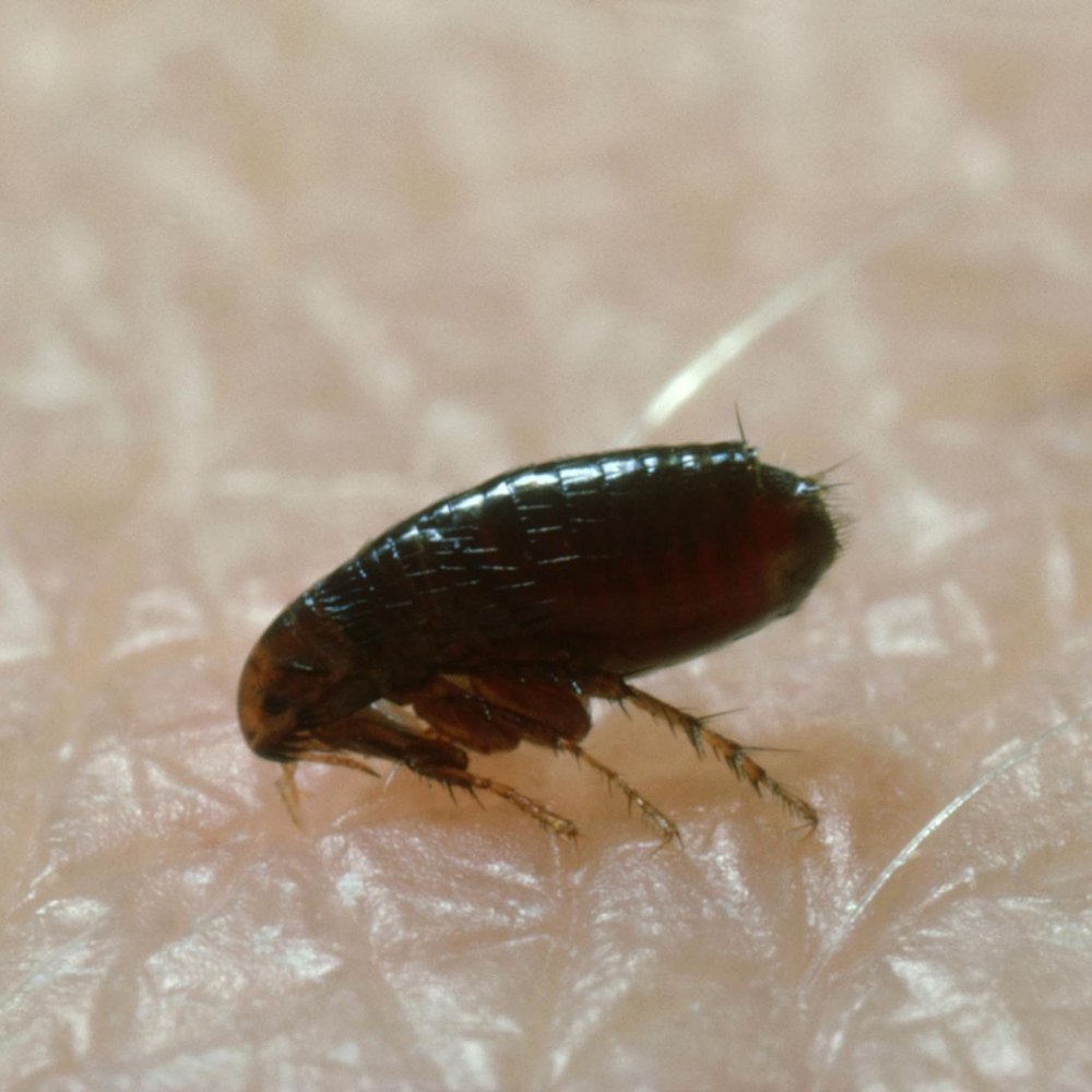 Fleas Control Services