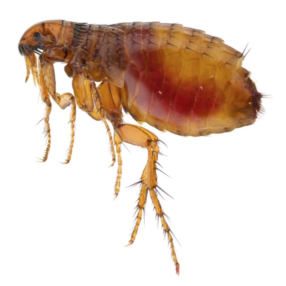 Commercial Chemical Treatment Fleas Pest Control Service