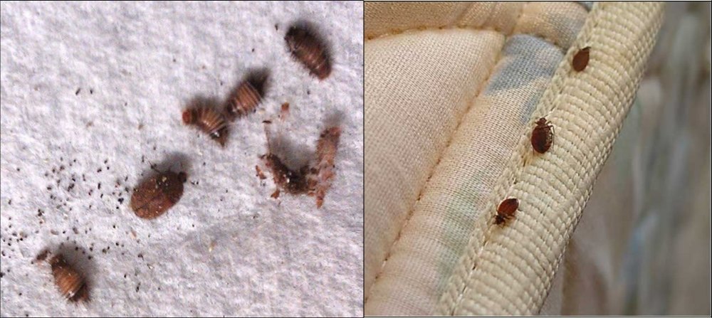 Carpet Beetle Control Service