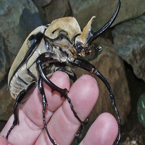 Beetle Control Service