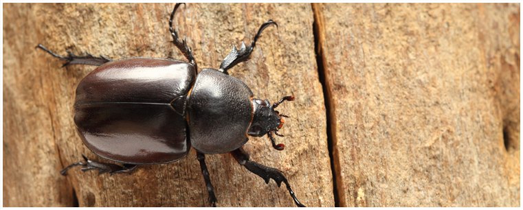 Beetle Pest Control Service