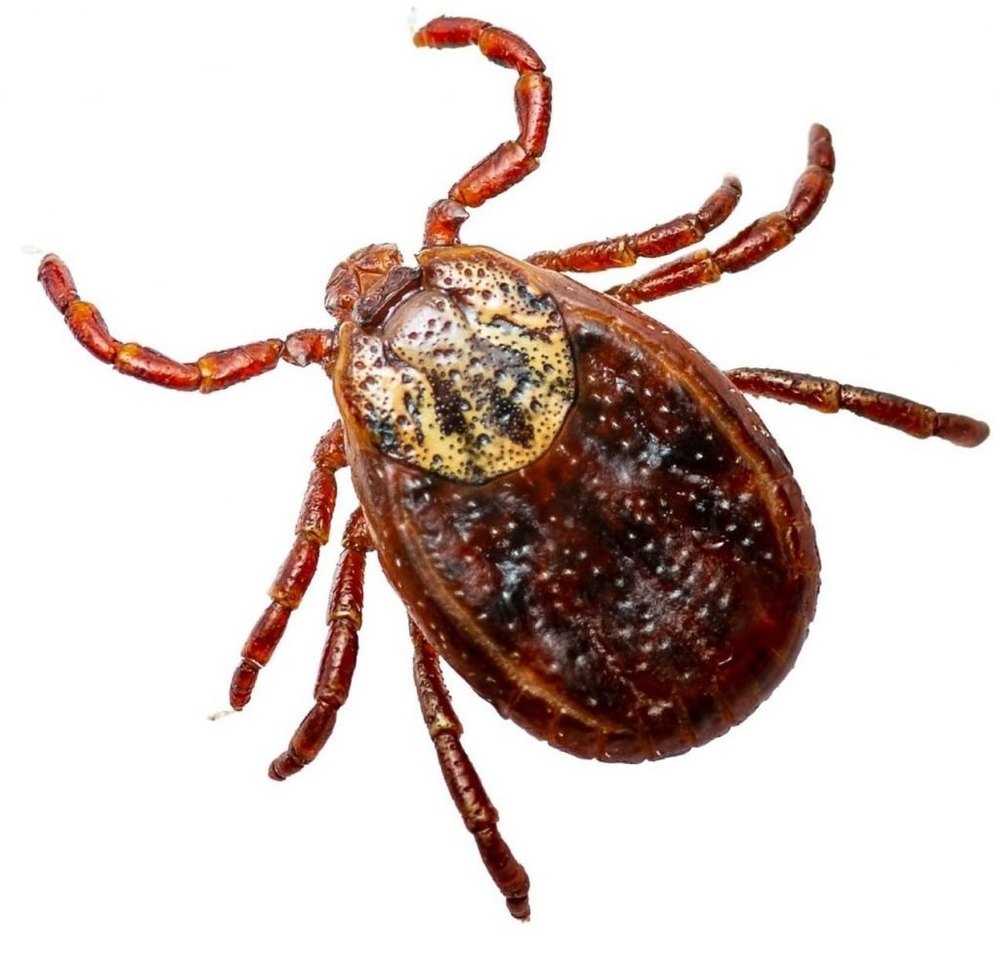 Ticks Pest Control Service