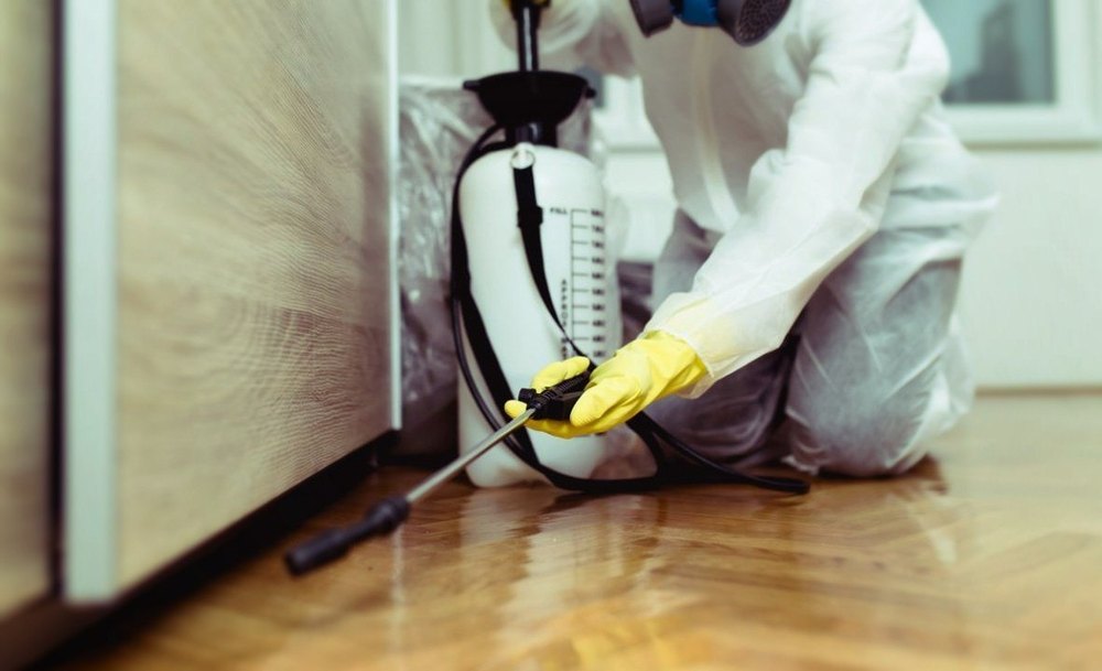 Beetle Pest Control Services