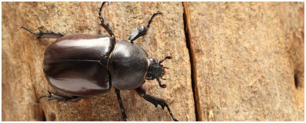 Black Carpet Beetle Pest Control Service