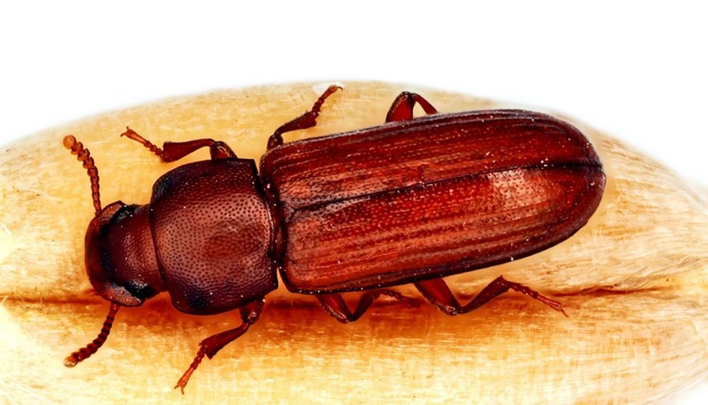 Beetle Control Services
